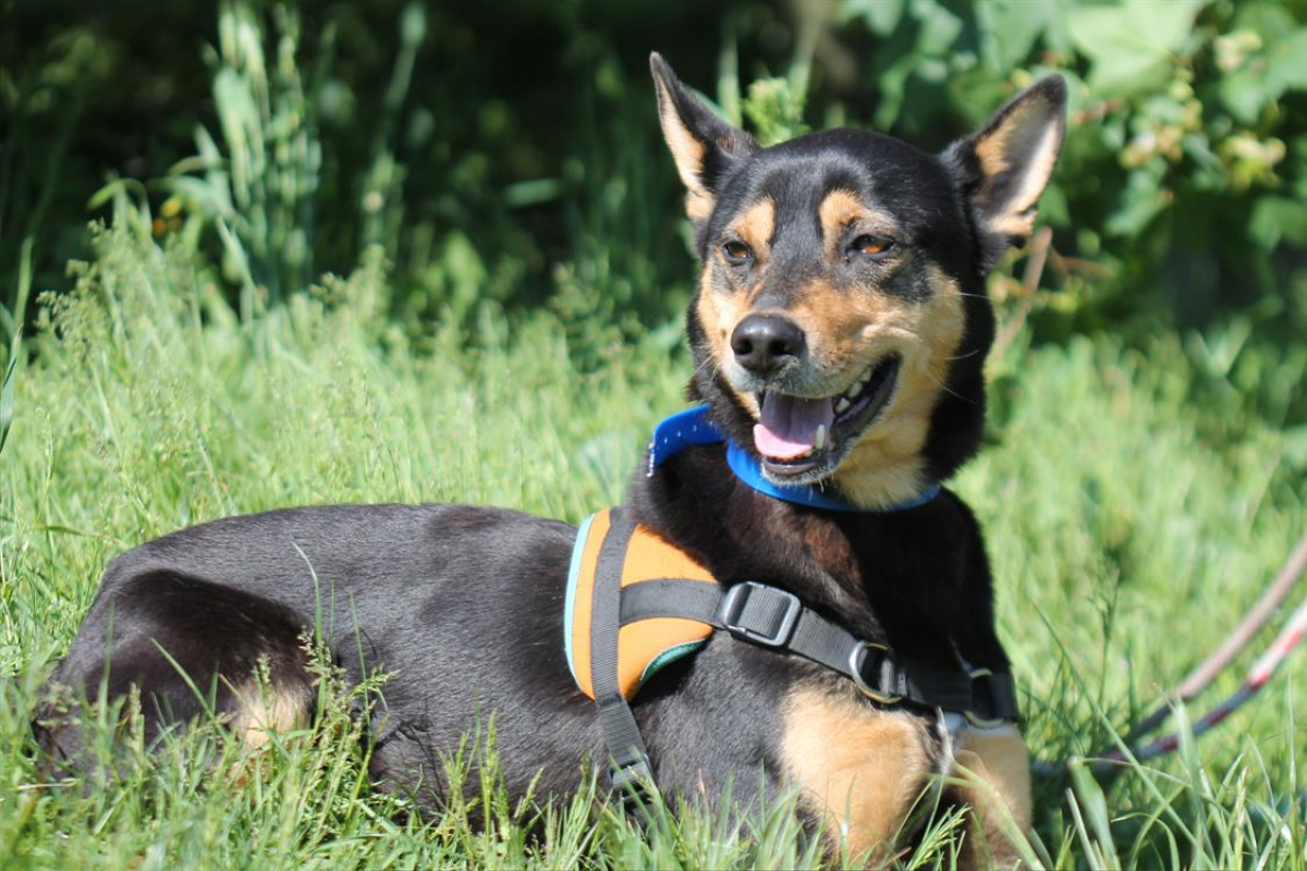 Photo #2 de Bigorneau