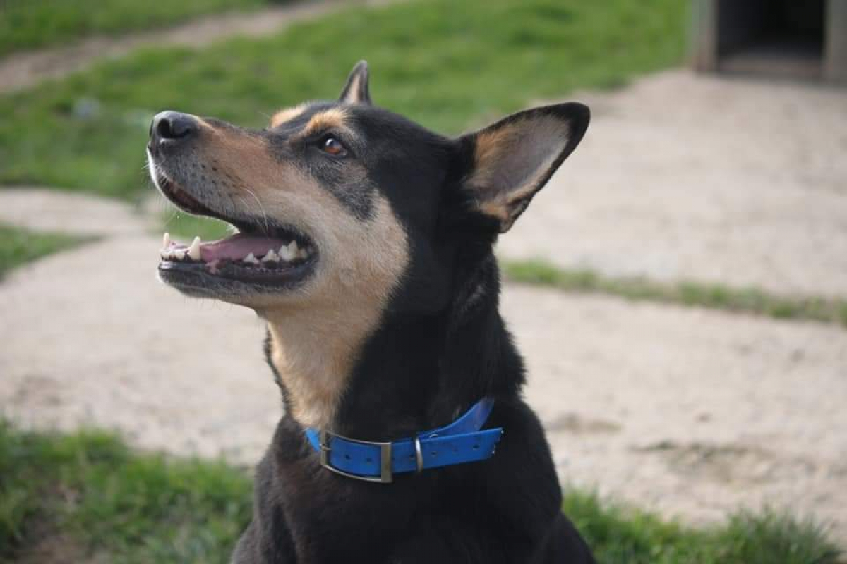 Photo #4 de Bigorneau