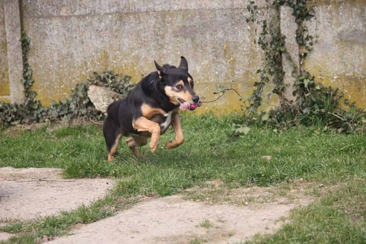 Photo #5 de Bigorneau