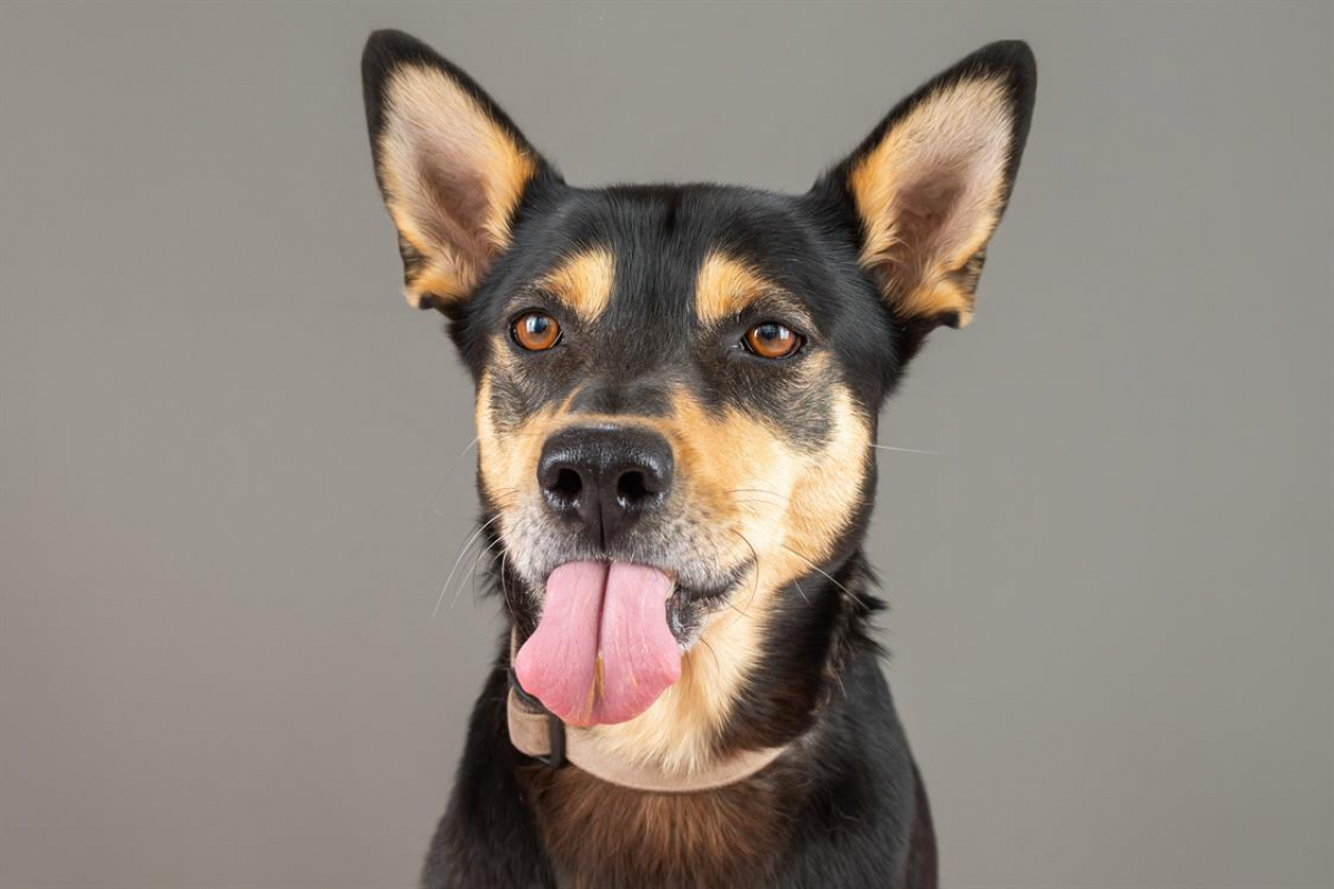 Photo #7 de Bigorneau