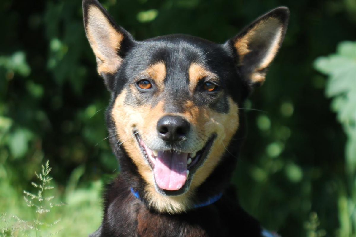 Photo #8 de Bigorneau