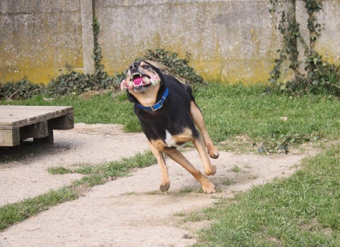 Photo #3 de Bigorneau