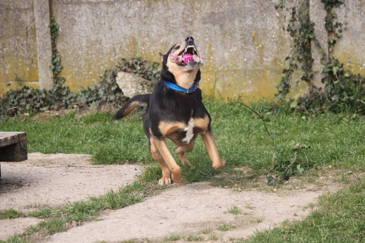 Photo #6 de Bigorneau