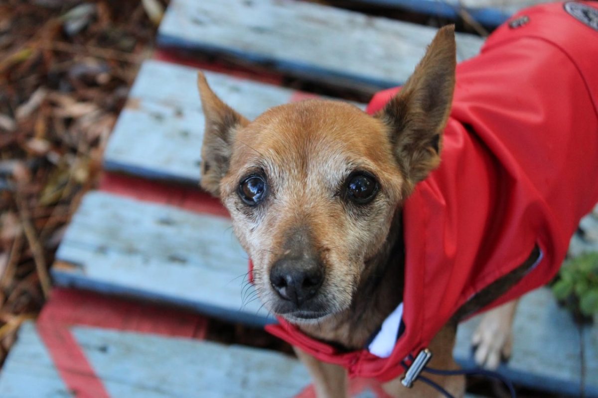 Diva - Chien à adopter