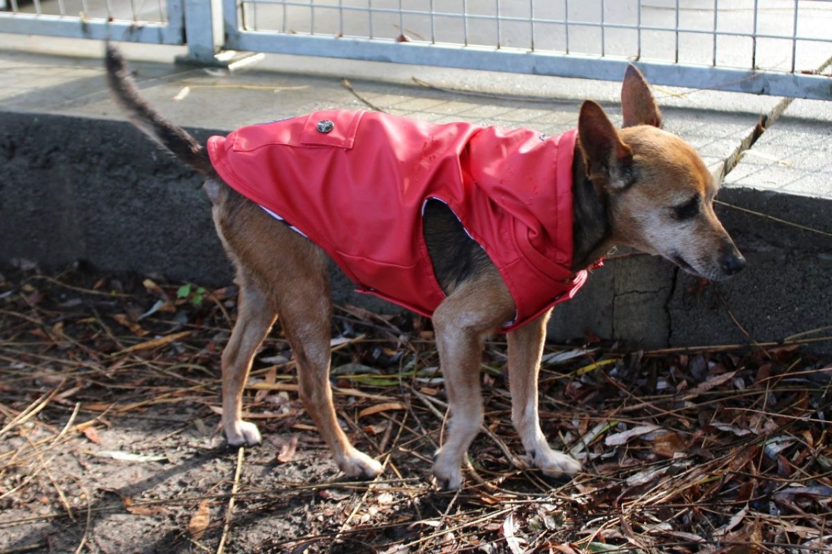 Diva - Chien à adopter - photo 4
