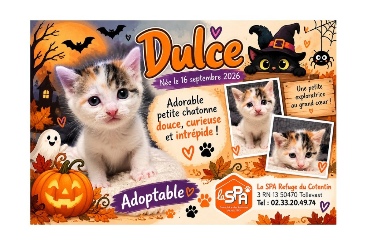 Dulce - Chat Européen à adopter