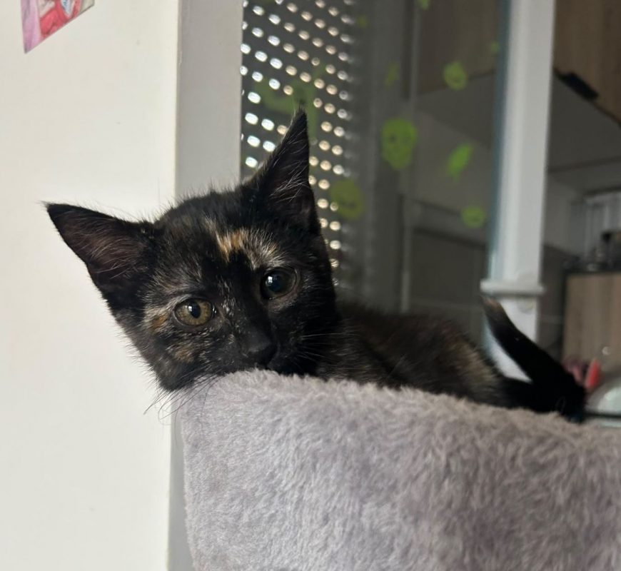 BELLA (à adopter avec PAGAILLE) - Chat à adopter - photo 4