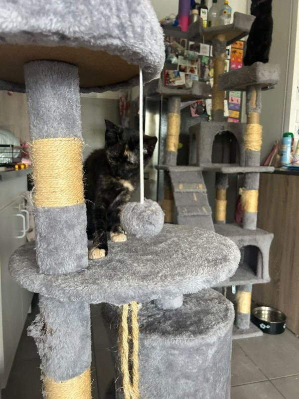 BELLA (à adopter avec PAGAILLE) - Chat à adopter - photo 3