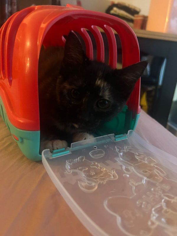 BELLA (à adopter avec PAGAILLE) - Chat à adopter - photo 2