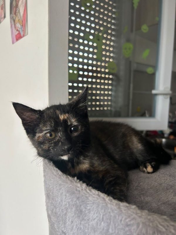BELLA (à adopter avec PAGAILLE) - Chat à adopter