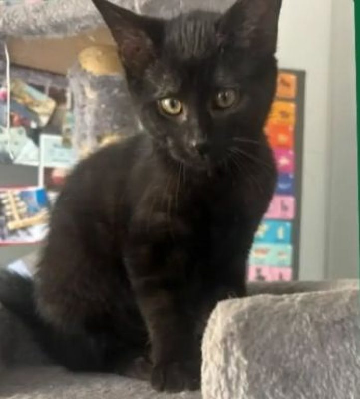 PAGAILLE (à adopter avec BELLA) - Chat à adopter - photo 2