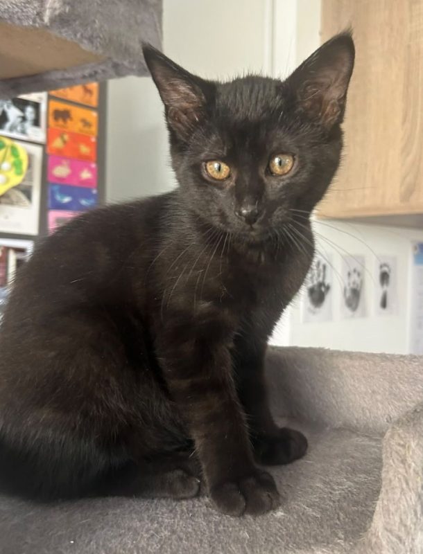 PAGAILLE (à adopter avec BELLA) - Chat à adopter