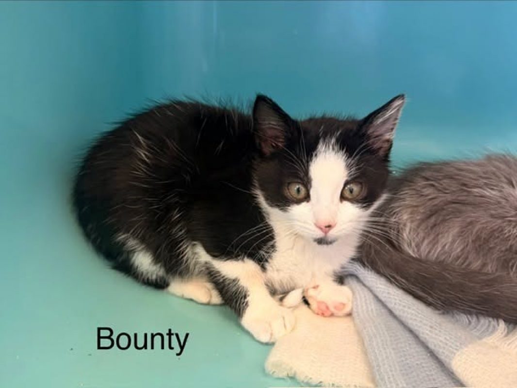 Bounty - Chat Européen à adopter