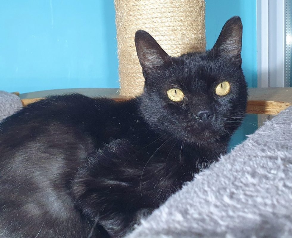 Sullyvan - Chat Européen à adopter