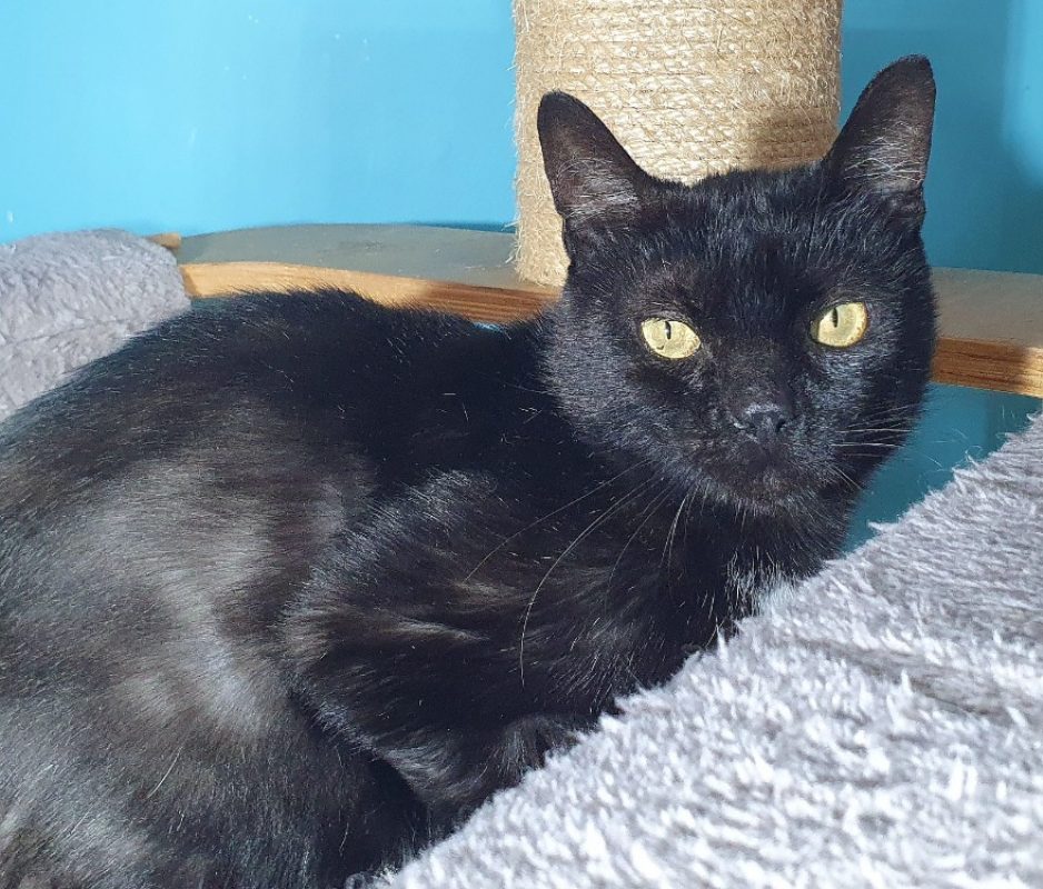Sullyvan - Chat Européen à adopter - photo 2