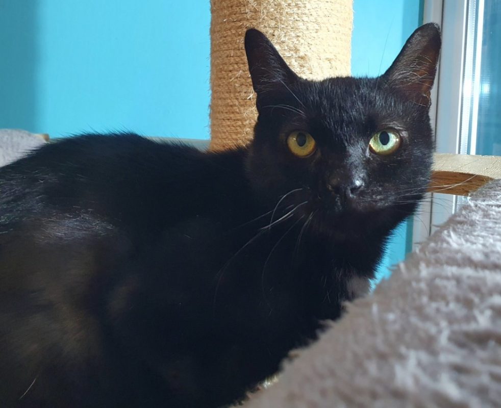 Sullyvan - Chat Européen à adopter - photo 3