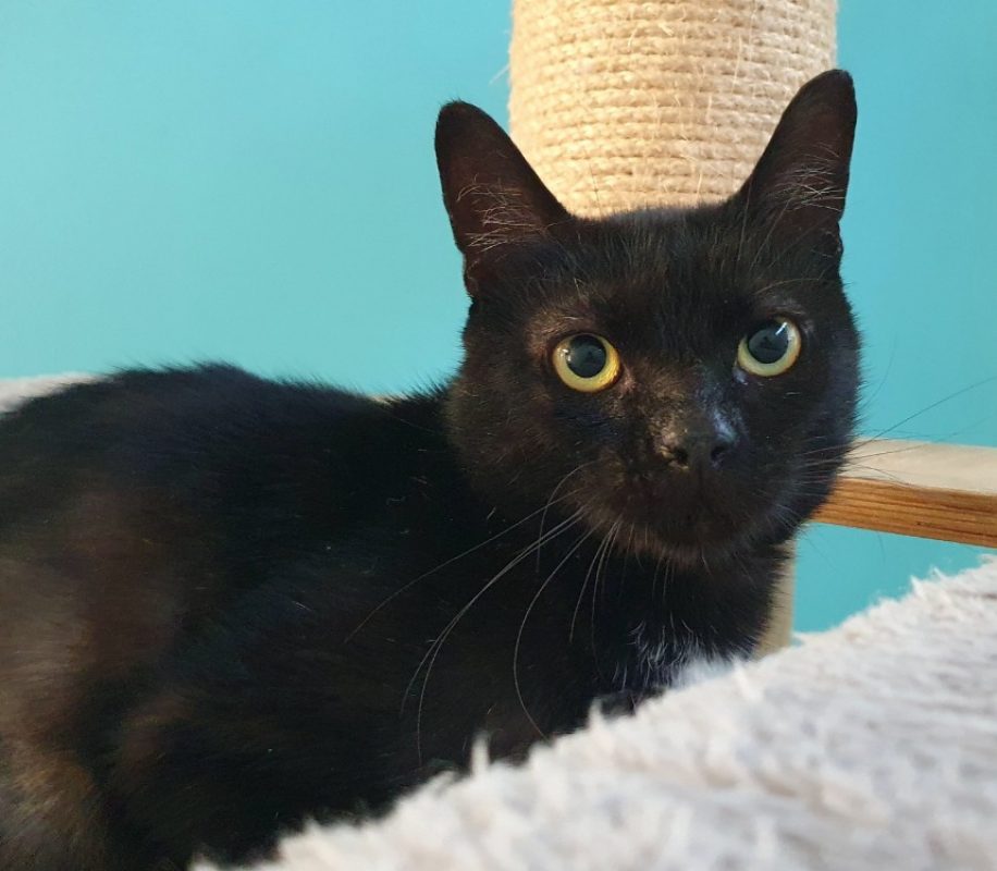 Sullyvan - Chat Européen à adopter - photo 4