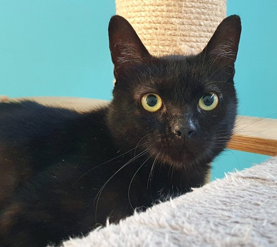 Sullyvan - Chat Européen à adopter - photo 5