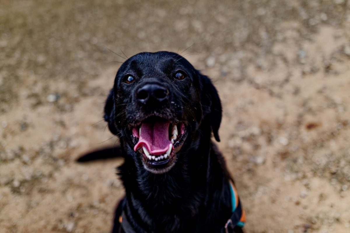 Sparky - Chien à adopter