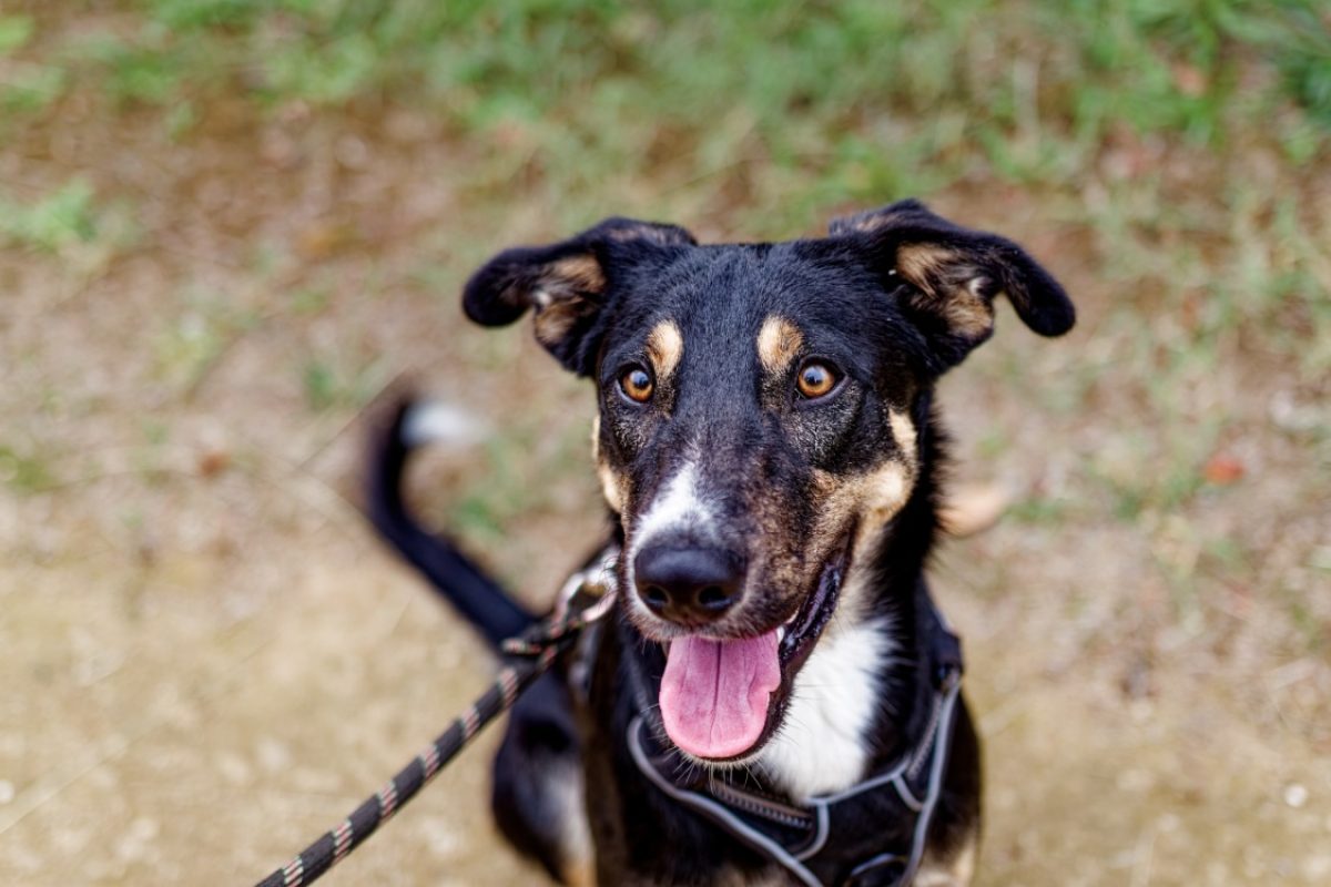 Aiko - Chien à adopter
