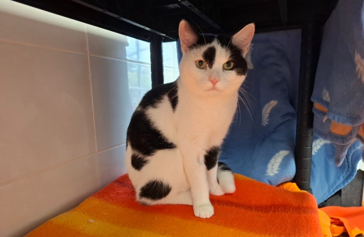 Croqueur - Chat Européen à adopter