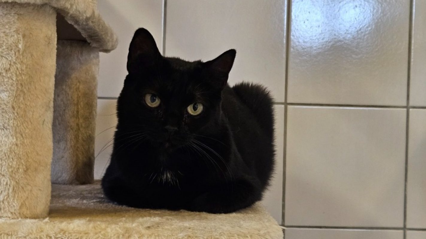 Indy - Chat Européen à adopter