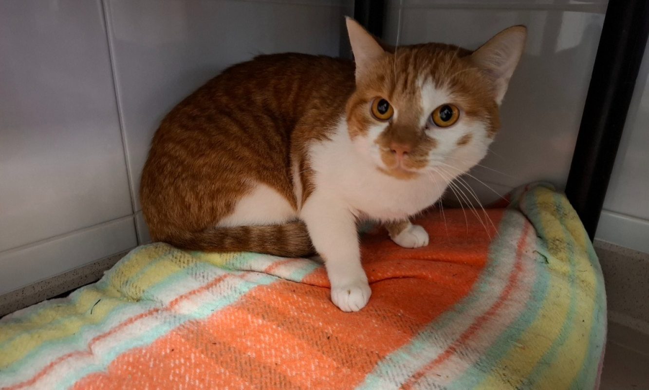 Bouftout - Chat Européen à adopter