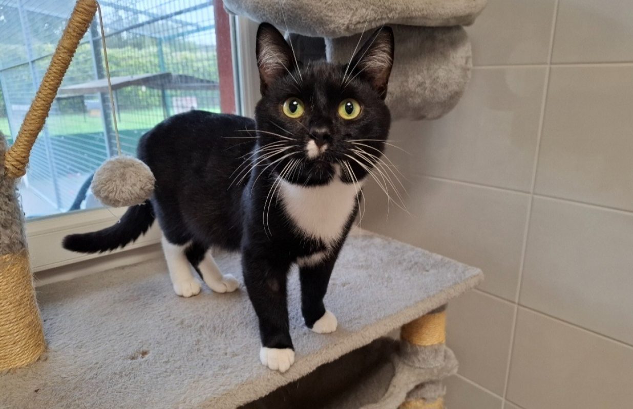 Grassouillet - Chat Européen à adopter