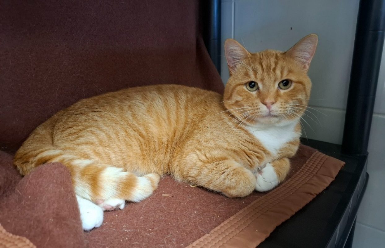 Glouton - Chat Européen à adopter