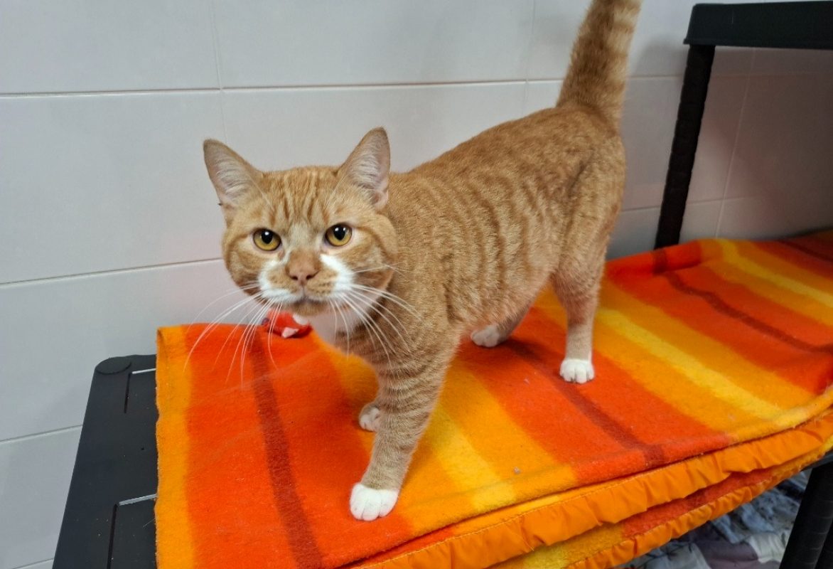 Gourmet - Chat Européen à adopter