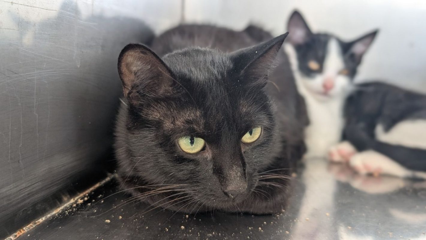 Sybele - Chat Européen à adopter