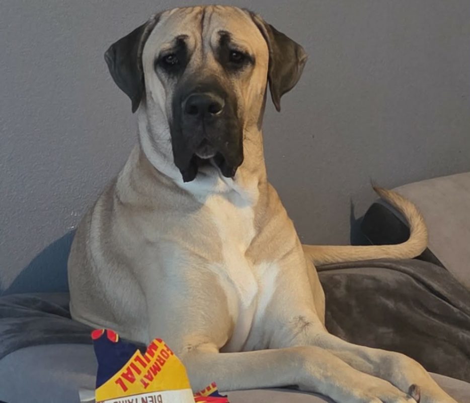 Oslo - Chien à adopter
