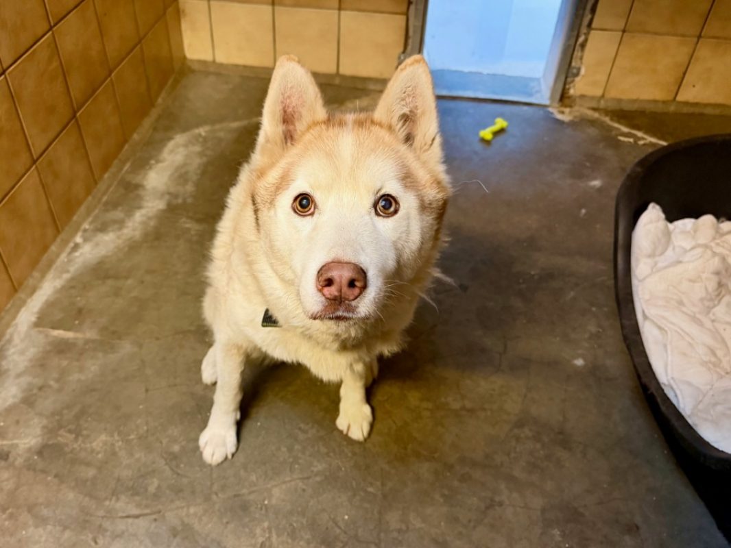 Monoke - Chien Husky Sibérien à adopter