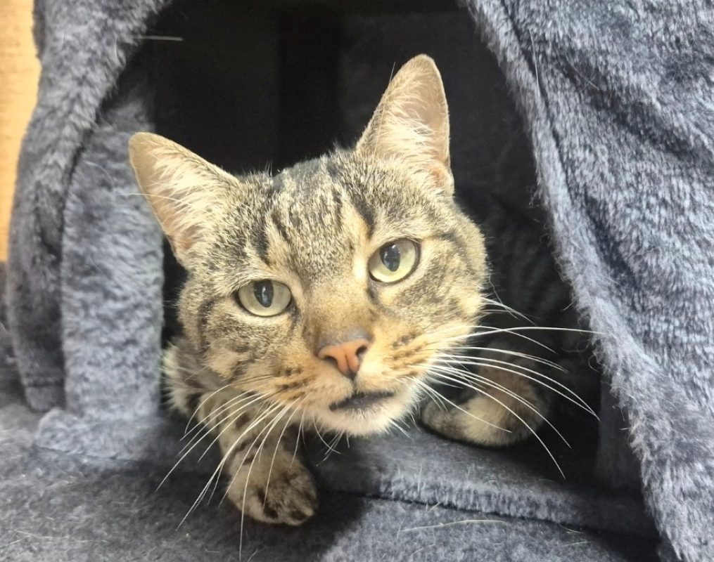 Jenny - Chat à adopter