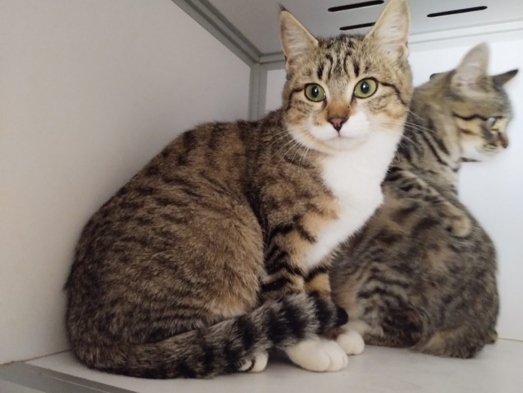 Georgette - Chat Européen à adopter