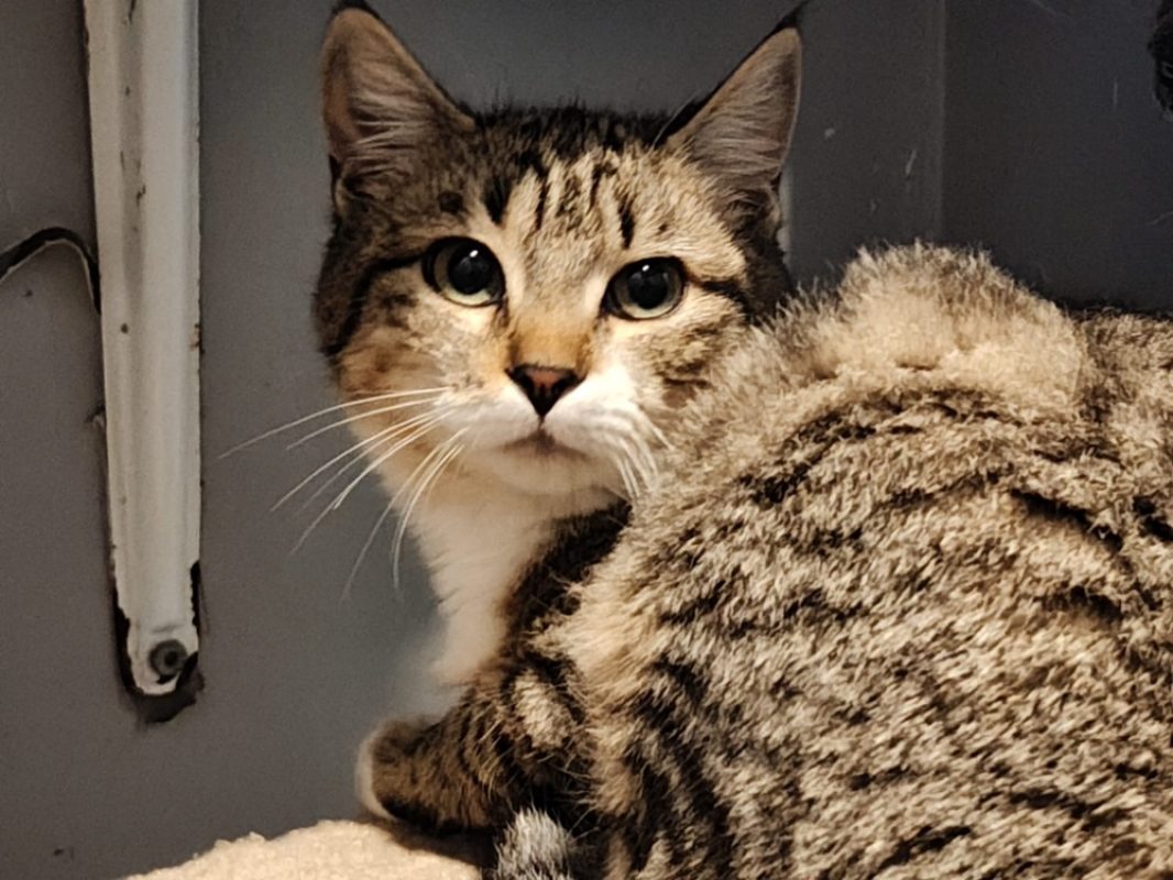 Georgette - Chat Européen à adopter - photo 2