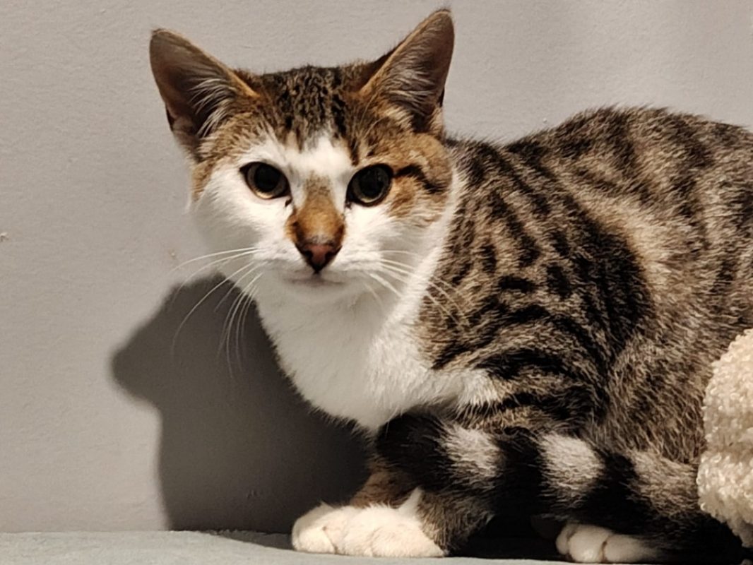 Francis - Chat Européen à adopter