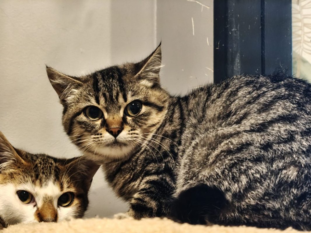 Chouette - Chat Européen à adopter