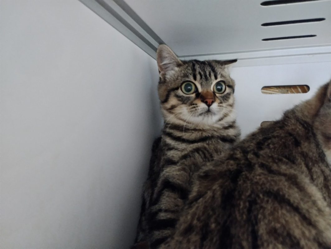 Chouette - Chat Européen à adopter - photo 2