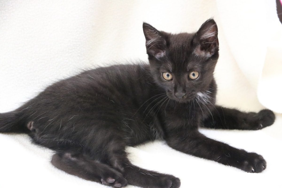 Marquise pompom - Chat Européen à adopter