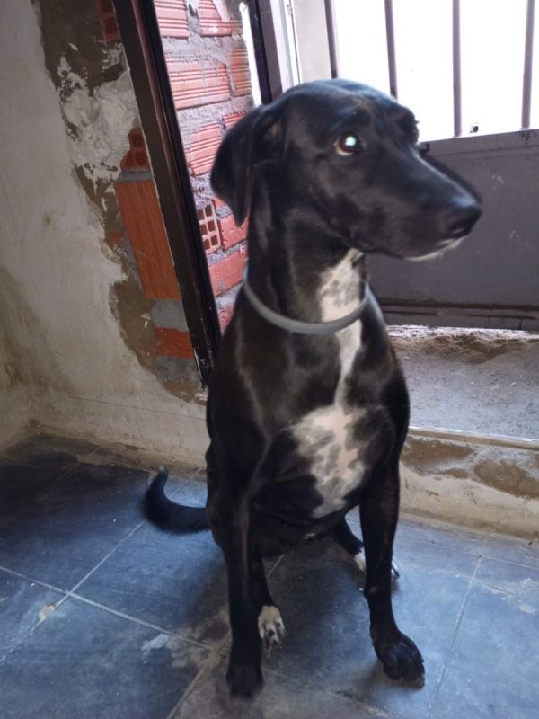 YENI - Chien à adopter - photo 4