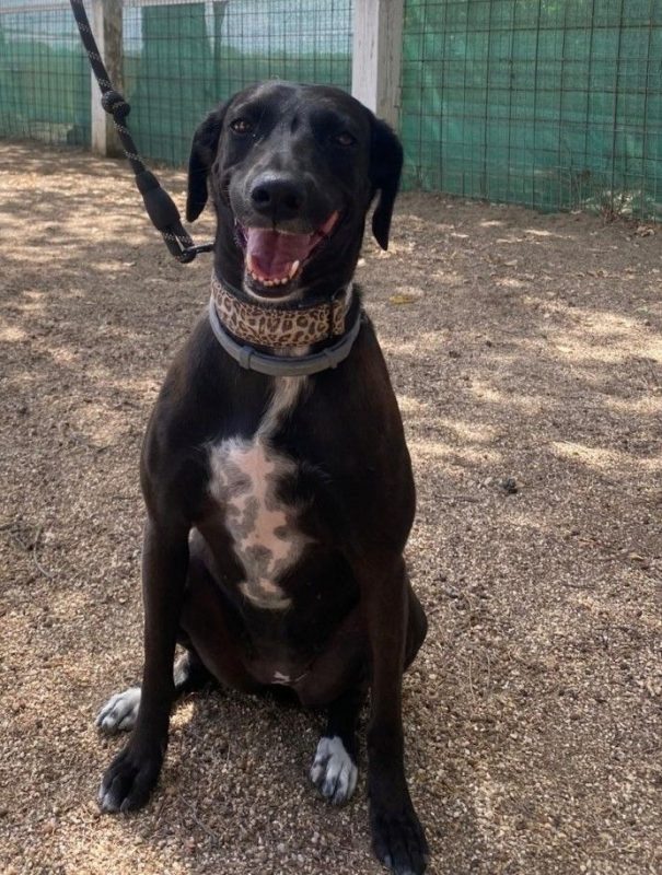 YENI - Chien à adopter