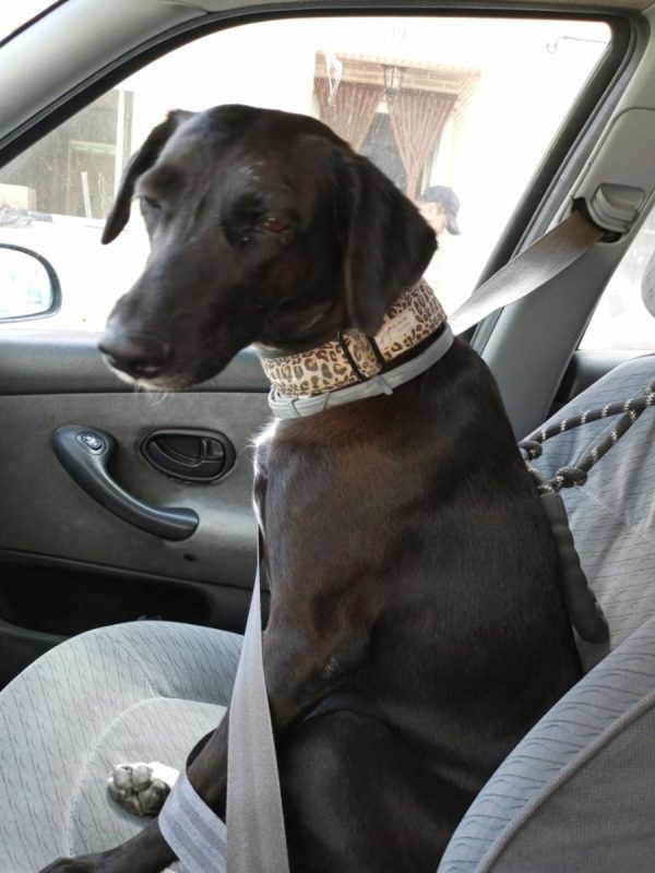 YENI - Chien à adopter - photo 5