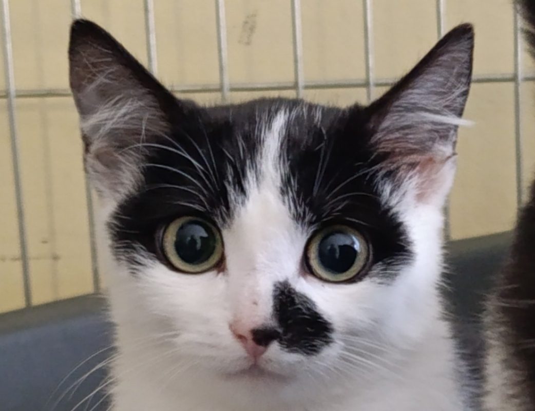 Kaki - Chat Européen à adopter