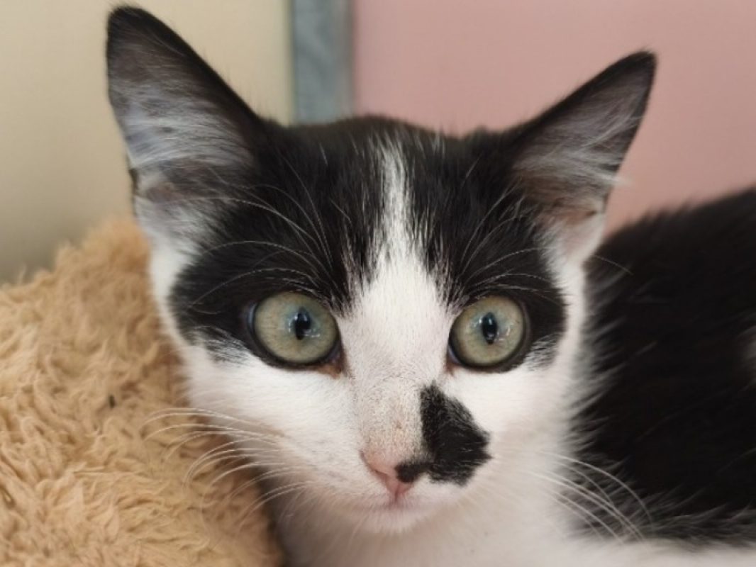 Kaki - Chat Européen à adopter - photo 2