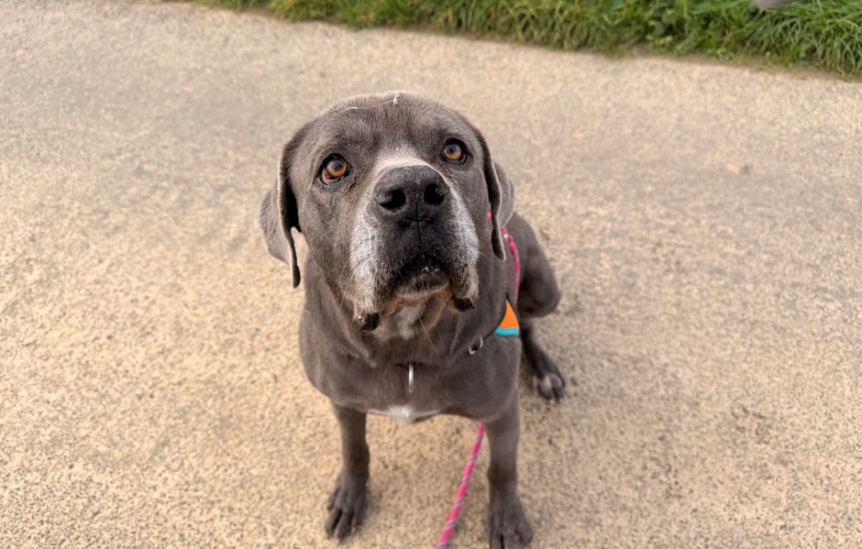 Pixel - Chien Cane Corso à adopter