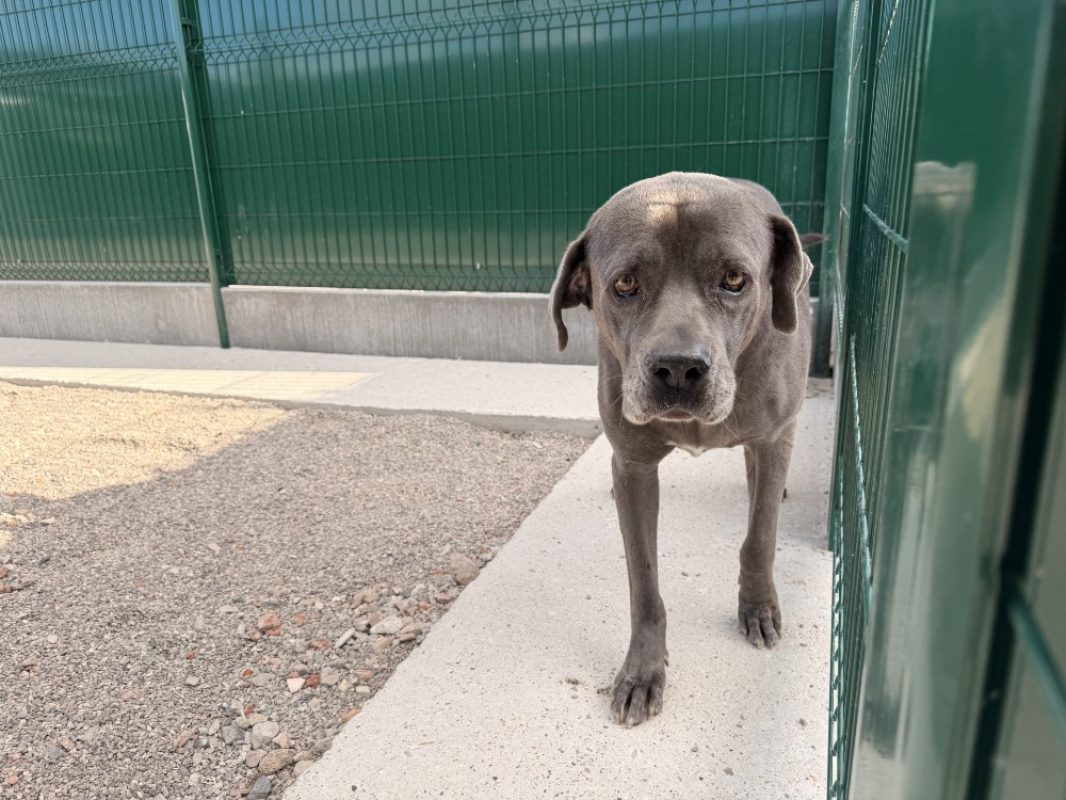 Pixel - Chien Cane Corso à adopter - photo 2