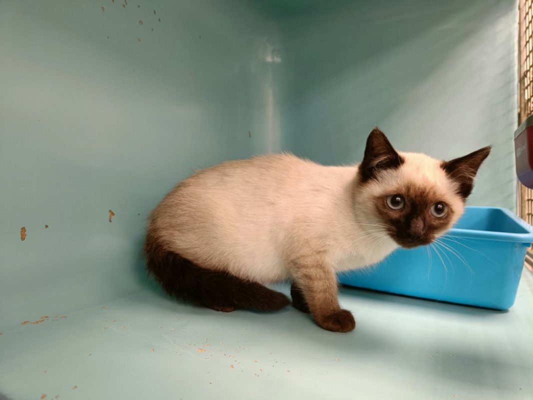 Brodway - Chat Siamois à adopter