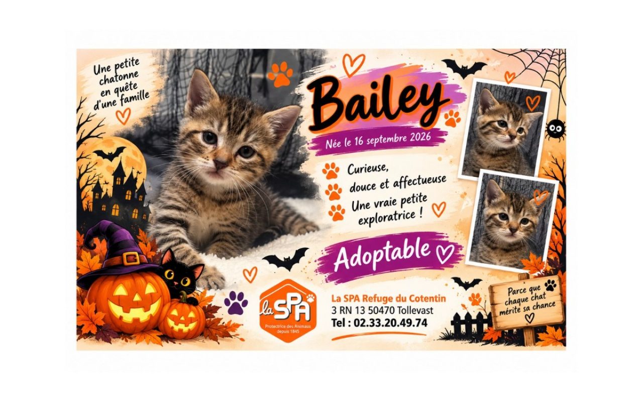 Bailey - Chat Européen à adopter