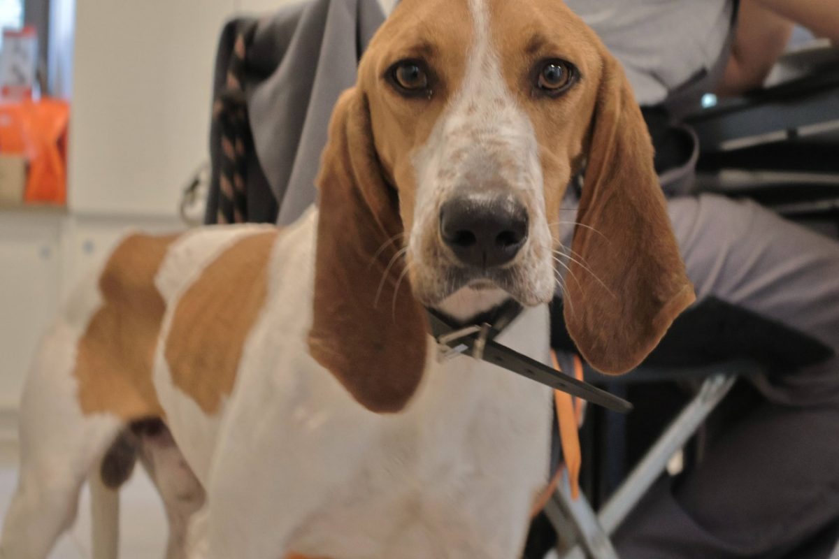 Midi - Chien Basset Bleu de Gascogne à adopter